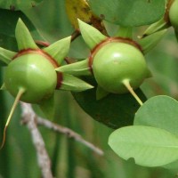 Sonneratia caseolaris (L.) Engl.